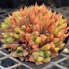 大和美尼 抜き苗 エケベリア - メルカリ