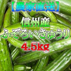 【農家直送】信州産 ふぞろいきゅうり 4.5kg