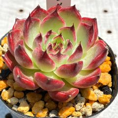 シノヒメ　多肉植物　エケベリア　韓国苗