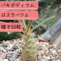 【種子】パキポディウム・ロスラーツム　種子50粒