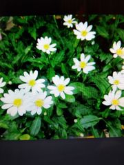 都忘れの苗 　（白色８本、植えどき）