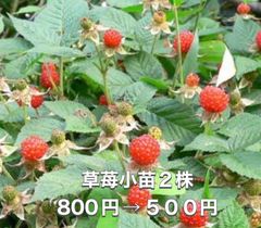 ⭐️草苺苗2株(小)⭐️ 2株800円→500円 木苺苗　クサイチゴ苗　くさいちご苗　キイチゴ　木いちご　木イチゴ　野苺　野イチゴ　野いちご　ノイチゴ