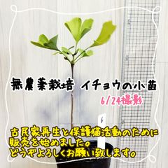 無農薬栽培イチョウの小苗⑥