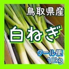 【クール便】白ネギM 10kg~程度 ランダム 白ねぎ 長ねぎ