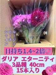 【農家直送】切り花　ダリア　3品種15本セット
