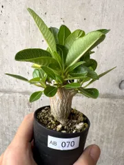 ウィンゾリー種子23粒 2025.07.18採取 種子] パキポディウム ウィンゾリー Pachypodium windsoriiの