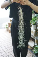 【細葉スパニッシュモス 60cm】 【銀葉Mサイズ】チランジア ウスネオイデス エアプランツ エアープランツ