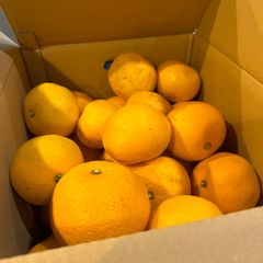 伊予柑　赤秀品　4L