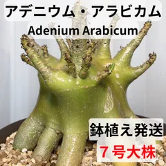 MA13【限定一株・鉢植え発送】タイ原産 アデニウム アラビカム たこ足