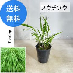 フウチソウ 【送料無料】 10.5cmポット 高さ0.2ｍ 幅0.2ｍ 風知草 ウラハグサ 裏葉草 カラーリーフ グランドカバー グラス 寄せ植え ハンギング 常緑 多年草 庭植え 虫よけ