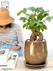 （幹太）ガジュマル ベージュ 落ち着きのある ラウンド型 陶器鉢 【黄色小石・受皿】鉢植え 鉢 陶器 苗 苗木 幸福をもた