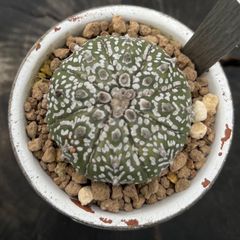 メルカリ便　珍種【キルトスペルマ・カスピディスパサム】 メルカリ便 珍種【キルトスペルマ・カスピディスパサム】