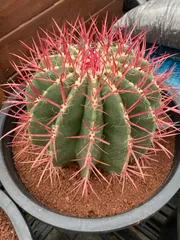 サボテン フェロカクタス 赤鳳B サボテン フェロカクタス 赤鳳 × プラ鉢 | 最終的にサボテン