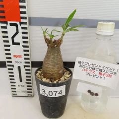 3074 「塊根植物」パキポディウム グラキリス S 植え【発根未確認・gracilius・購入でパキプス種子プレゼント】