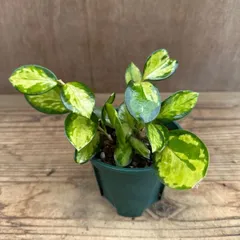 ホヤ オーストラリス リサ ② 現品　Hoya australis lisa サクララン 桜蘭  観葉植物 観葉 植物 インテリア プレゼント おしゃれ かわいい ミニ  グリーン アートプランツ