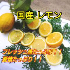 レモン 国産 和歌山県 約1.8キロ(箱こみ) 小粒 わけあり マルマ農園