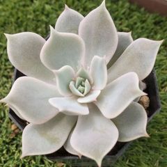 多肉植物エケベリア属 こころ