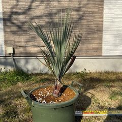 90cm】ブラヘアアルマータ - メルカリ