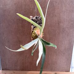 コウモリラン ベイチー⑤コルク付け 現品  Platycerium veitchii ビカクシダ 麋角羊歯 ビーチー ビッチー ヴィーチー 観葉植物 観葉 植物 珍奇植物 珍奇 珍しい ハンギング 吊り下げ 吊るす インテリア プレゼント おしゃれ かっこいい