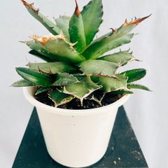 ［現品］9番　アガベ　チタノタ　観葉植物　レア　綺麗　かっこいい　おしゃれ　屋外　多肉植物