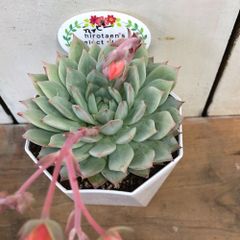 多肉植物エケベリア　ティッピー3.5号