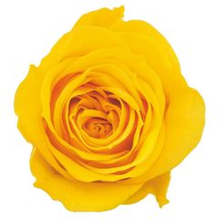 Item thumbnail for item fe326cf0-94f3-4447-a17a-87edcf09108e