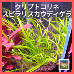 【ADA BIO水草の森】クリプトコリネ・スピラリス・カウディゲラ 3株　アクアリウム