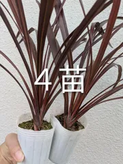 2025年最新】ドライガーデン セットの人気アイテム - メルカリ