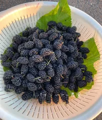 ブランブリー ヘッジ ブラックベリータルト お皿 レシピ プレート