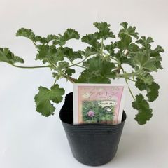 ハーブゼラニウム　スケルトン　3.5号　自家栽培　観葉植物　蚊連草