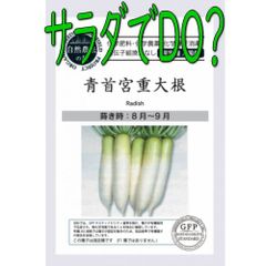 【ポスト投函便】グリーンフィールドプロジェクト だいこん　青首宮重大根　【有機種子・固定種・国産】根菜　国産　秋
