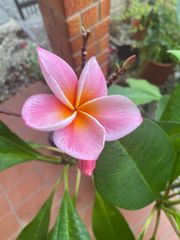 アジアン バリ島プルメリア 木彫 アートパネル リゾート オブジェ 