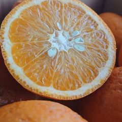 長崎県産 甘夏みかん 9kg 家庭用