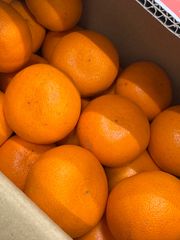 限定蔵出しせとか10キロ　サイズL
