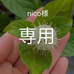 専用　セファランサス　２点おまとめ