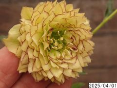 花1ガク0蕾1 開花株4号 レプリコーン 中小輪多花多弁吉田園芸命名品種 吉田交配 吉田園芸生産 超多弁 クリスマスローズd401002