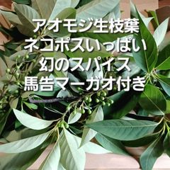 希少 馬告マーガオ付きアオモジ枝葉約120g