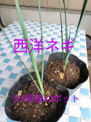 西洋ネギ×2ポット　3.5号苗　金子香草園　リーキ　ポロネギ