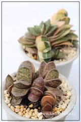 姫子宝 ガステリア Mサイズ 5.5cmポット gasteria gracilis v.minima 多肉植物 多肉永遠