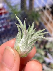 【ネコポス】チランジア イオナンタ コロンビアフォーム tillandsia ionantha 'Columbia form' キンクマ農園☆T0125