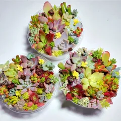 2025年最新】多肉植物エケベリアセットの人気アイテム - メルカリ