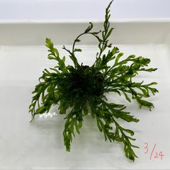 ボルビティス　ヒュディロティ　水草