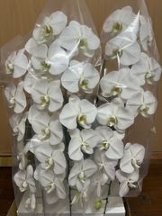 【訳ありB品】胡蝶蘭　＜白＞ファレノ　45輪　※定価24,000