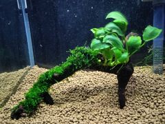 386．流木付き水草 アヌビアスナナ 南米ウィローモス