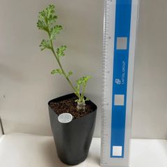 多肉植物　コーデックス　ペラルゴニウム　バルビフロルム　抜き苗　根付き