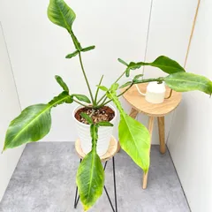 速達【フィロデンドロン・ジョーピー　light var.】カット苗 速達【フィロデンドロン・ジョーピー light var.】カット苗