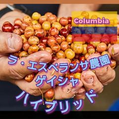 コロンビア★ ラ・エスペランサ農園 ゲイシャ ハイブリッドウォッシュ★スペシャリティコーヒー　100g入り★コロンビア珈琲豆★自家焙煎コーヒー豆★エムリバーサイドコーヒー