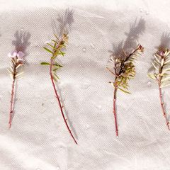 【3本セット】ウエストリンギア　挿し穂