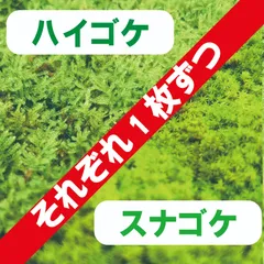 農家直送　スナゴケ、ハイゴケ2種混合シート　　（3㎡分） 農家直送スナゴケ、ハイゴケ2種混合シート（3㎡分）
