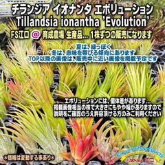 Tillandsia生産農場参考画像販売＊ (約)φ3×7cm前後程度の大きめ1株650円＊ チランジア イオナンタ エボリューション Tillandsia ionantha 'Evolution'＊エアプランツ＠フラワーショップ江口